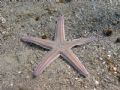 Astropecten irregularis